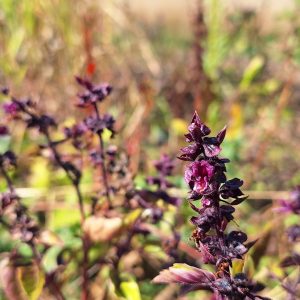 Présentation du Club biodiversité